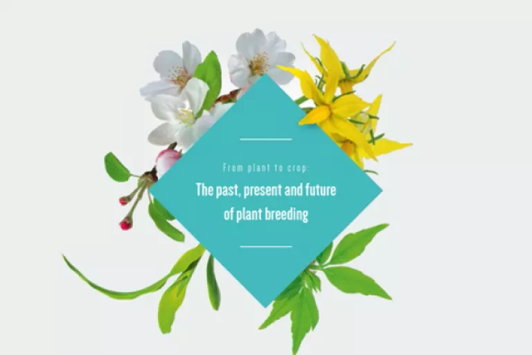 Fact Series - From Plant To Crop