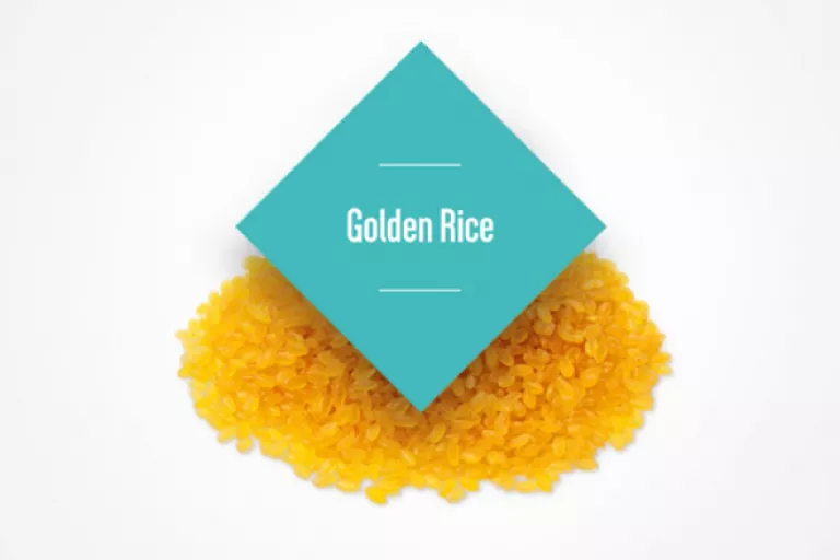 Fact Series - Golden Rice
