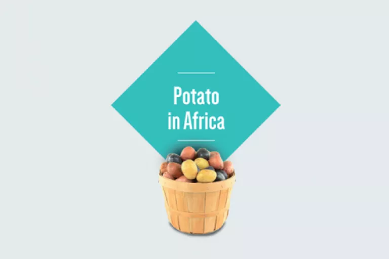 Fact Series - Potato In Africa