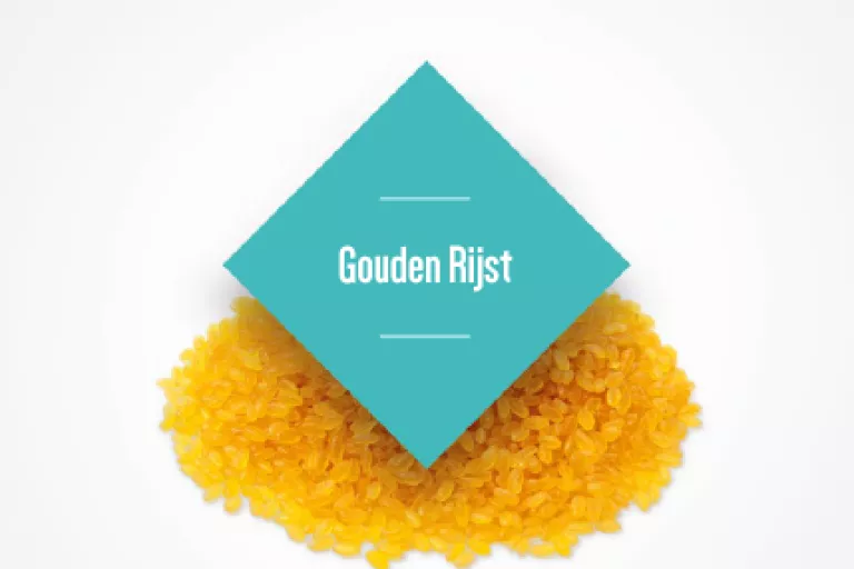 Cover dossier Gouden rijst