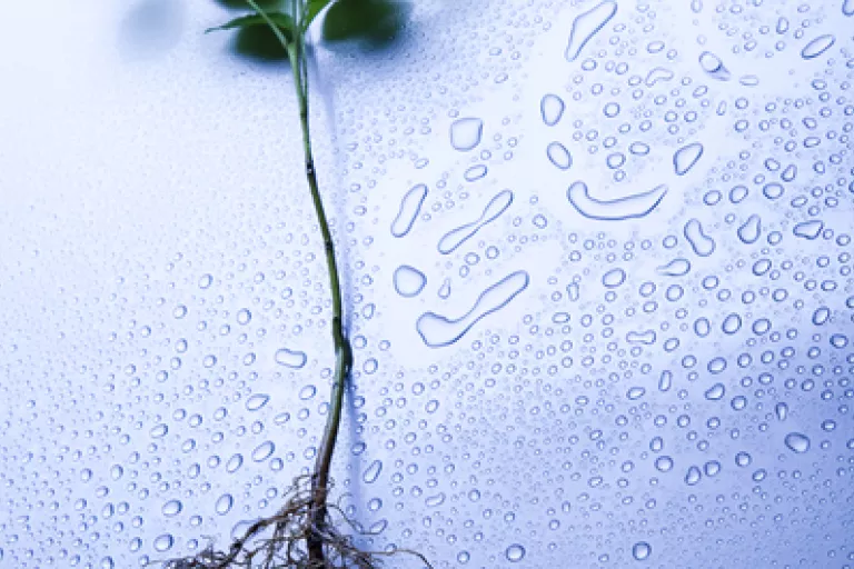 plant
