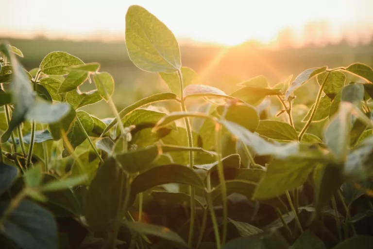 Op onderzoek in de plantenwereld - Dag van de Wetenschap