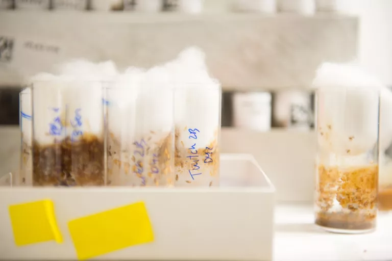 fruit fly vials