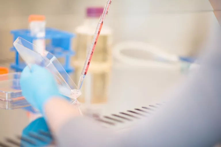cell culture
