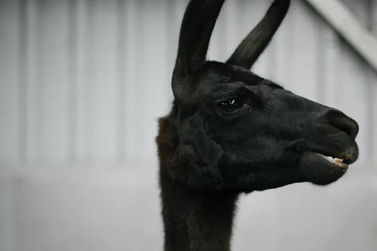 Lama winter