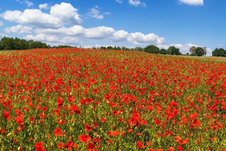 relocate-to-flanders