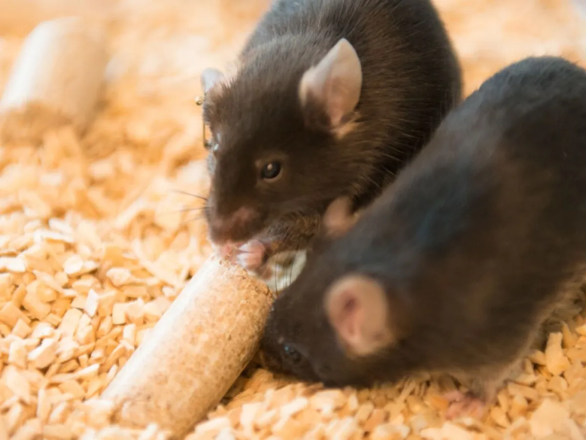 Animal Research