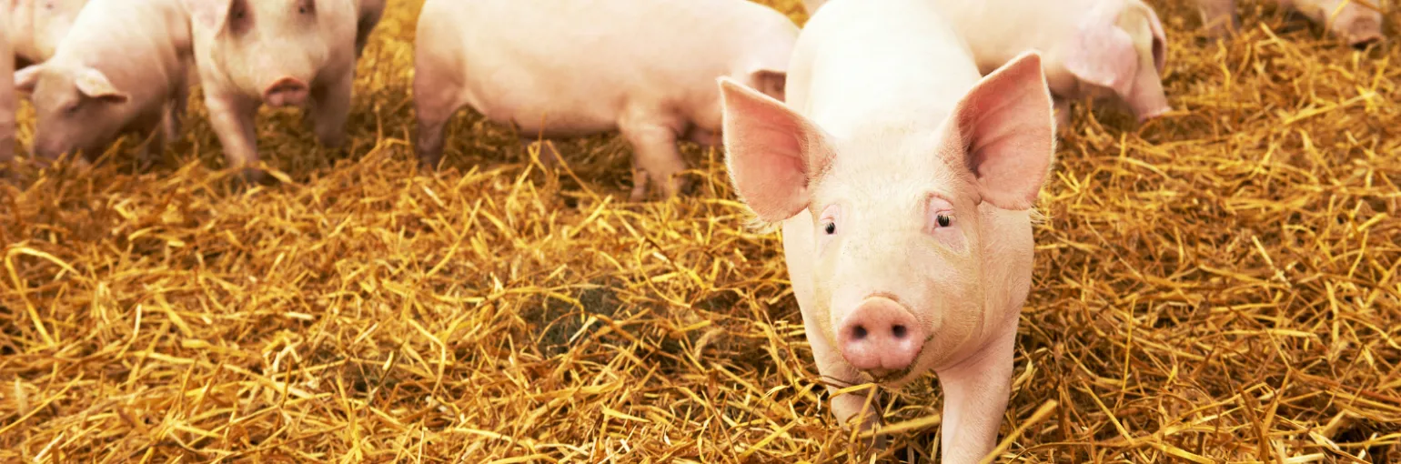 Antibodies for piglets