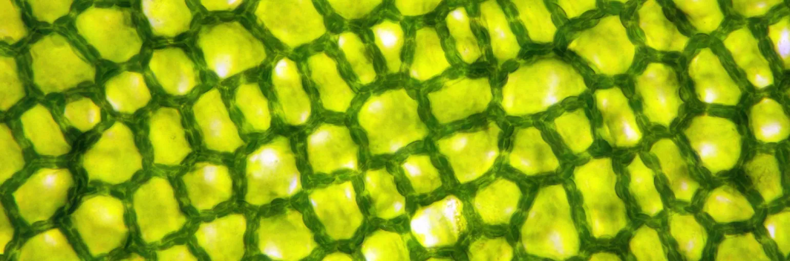 Center for Plant Systems Biology