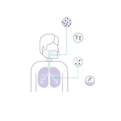 lung delivery of the drug