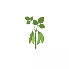 Plants are returned to the lab