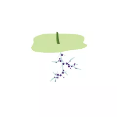 Rhizobia are isolated from the plants